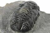 Detailed Austerops Trilobite - Visible Eye Facets #189882-4